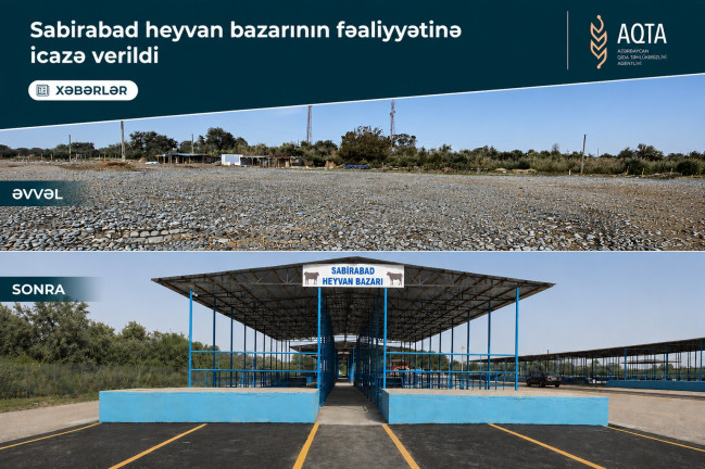 Sabirabad heyvan satışı bazarı fəaliyyətə başlayıb- VİDEO