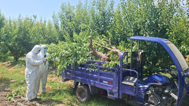 Göyçayda Gavalının cibcibə virusu aşkarlanan meyvə bağlarında mübarizə tədbirləri həyata keçirilib