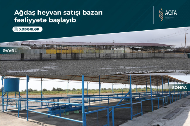 Ağdaş heyvan satışı bazarı fəaliyyətə başlayıb