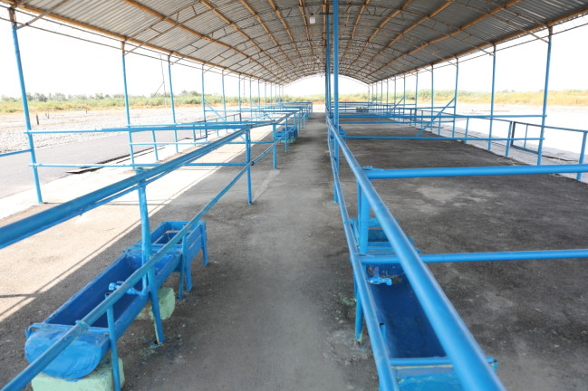 Ağdaş heyvan satışı bazarı fəaliyyətə başlayıb