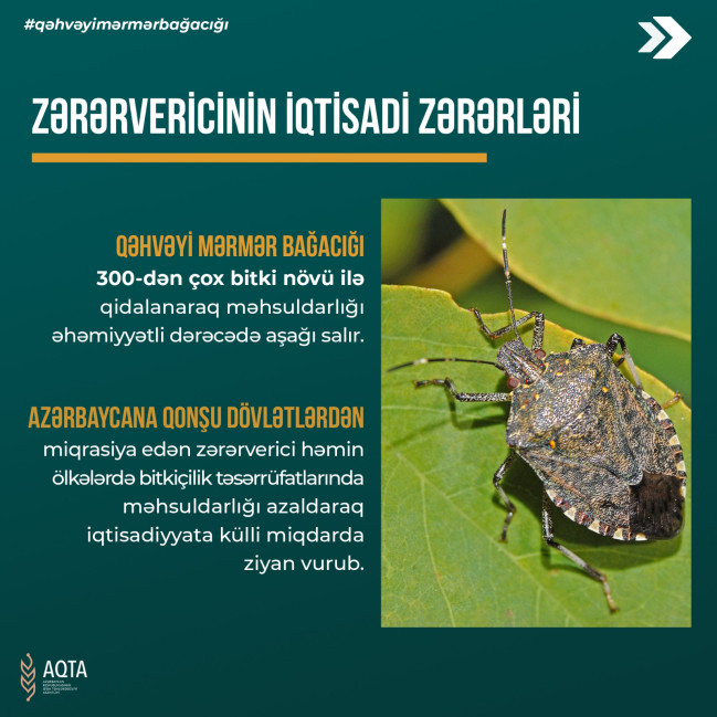 Qəhvəyi mərmər bağacığına qarşı mübarizə üsulları