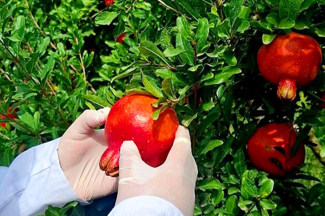Meyvə bağlarında fitosanitar monitorinqlər davam etdirilir
