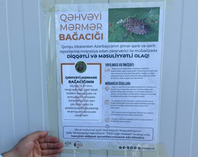 Qax rayonunda qəhvəyi mərmər bağacığına qarşı maarifləndirmə tədbirləri keçirilib