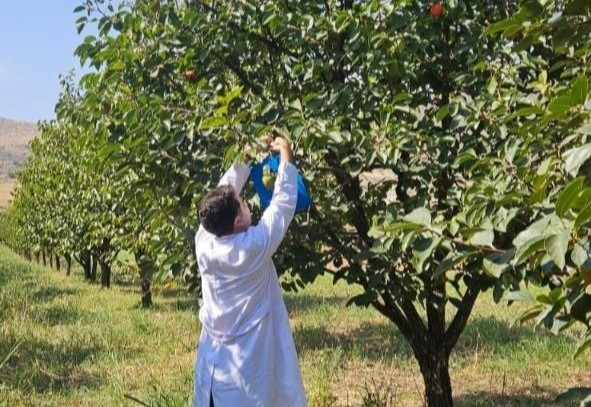 Ağdam, Xocavənd və Xocalı rayonlarında fitosanitar monitorinqlər keçirilib