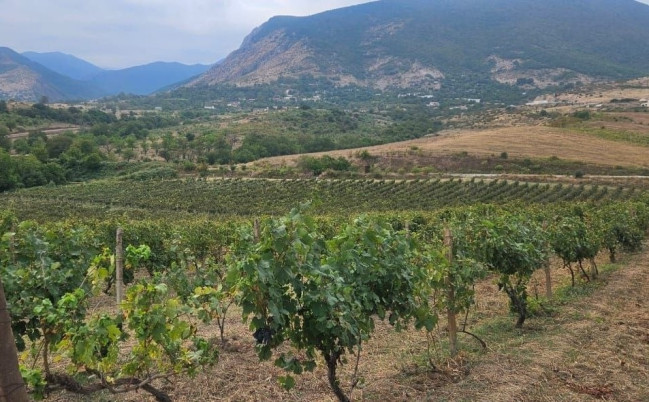 Ağdam, Xocavənd və Xocalı rayonlarında fitosanitar monitorinqlər keçirilib