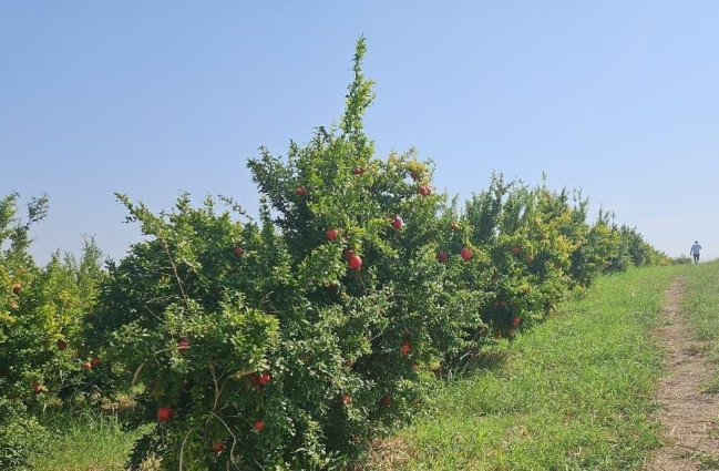 Ağdam, Xocavənd və Xocalı rayonlarında fitosanitar monitorinqlər keçirilib