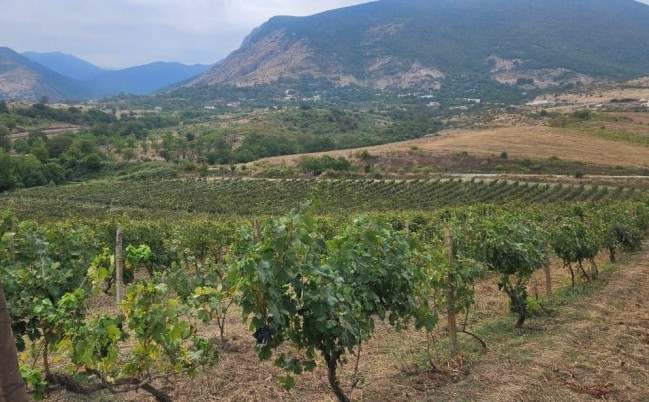 Ağdam, Xocavənd və Xocalı rayonlarında fitosanitar monitorinqlər keçirilib