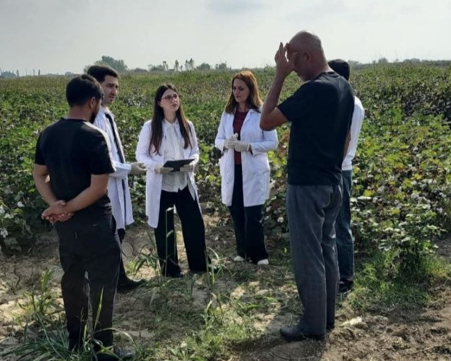 Pambıq əkin sahələrində fitosanitar monitorinq və maarifləndirmə tədbirləri keçirilib