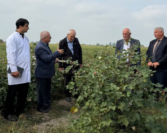Mil-Muğan regionunda pambıq sahələrində monitorinqlər keçirilib