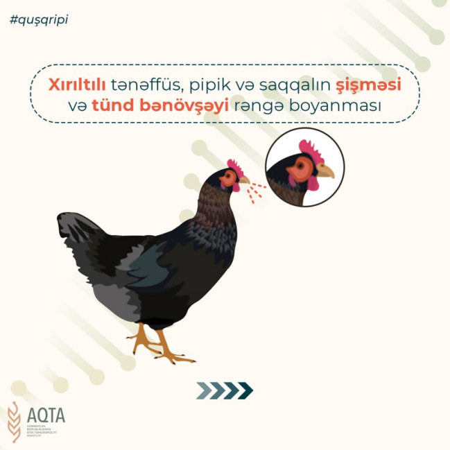 AQTA quş qripi xəstəliyi ilə bağlı xəbərdarlıq edib