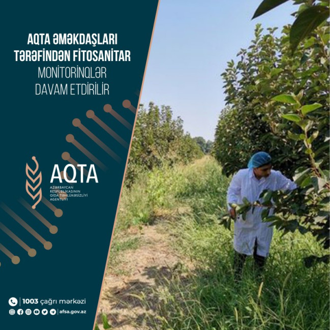 AQTA əməkdaşları tərəfindən fitosanitar monitorinqlər davam etdirilir