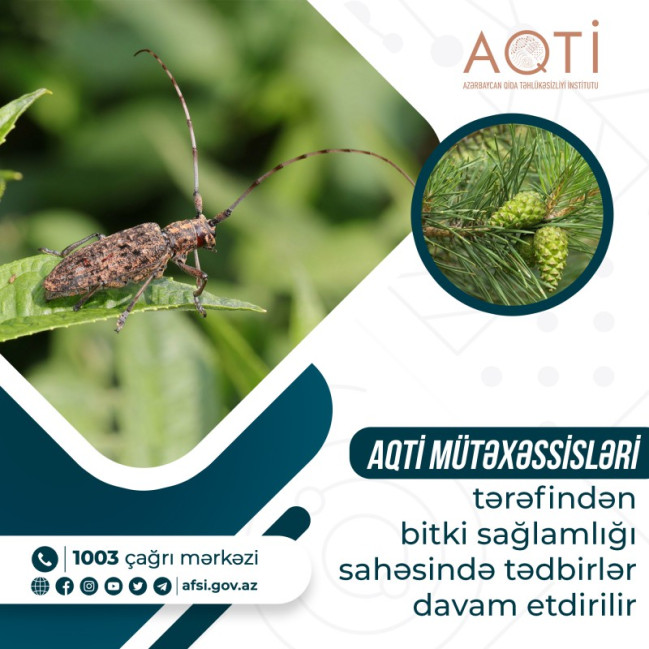 AQTİ mütəxəssisləri tərəfindən bitki sağlamlığı sahəsində tədbirlər davam etdirilir