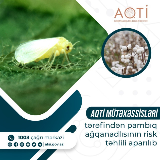 AQTİ mütəxəssisləri tərəfindən pambıq ağqanadlısının risk təhlili aparılıb