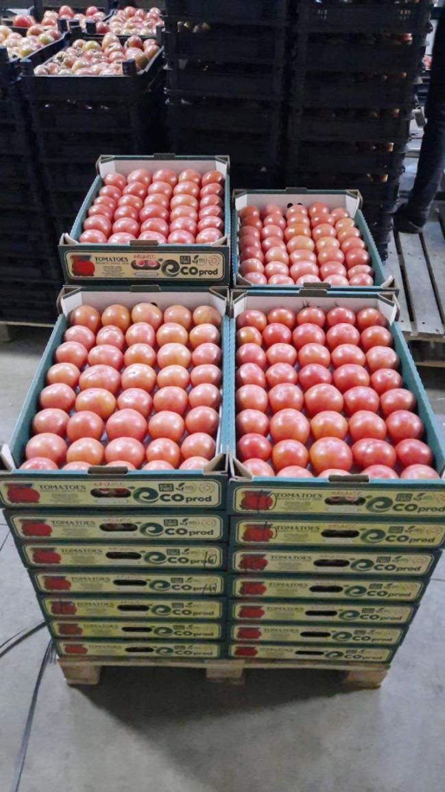 AQTA pomidor istixanalarında fitosanitar monitorinqləri davam etdirir