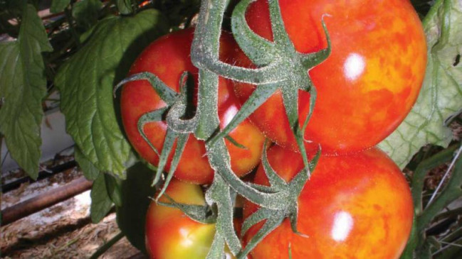 AQTA dünyada yayılan pomidor meyvələrinin qonur qırışıqlıq virusu ilə mübarizə üsullarını açıqlayıb