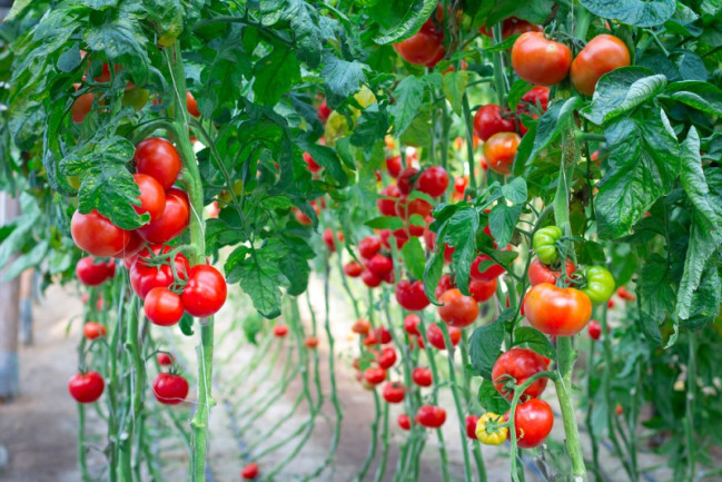 Ümumilikdə 187 müəssisədən Rusiyaya pomidor ixracına icazə verilib