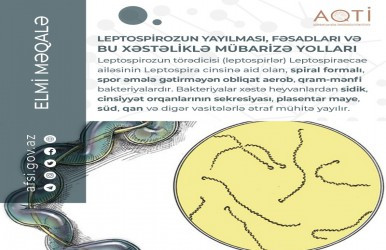 Leptospirozun yayılması, fəsadları və bu xəstəliklə mübarizə yolları