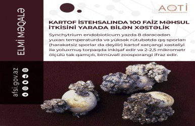 Kartof istehsalında 100 faiz məhsul itkisini yarada bilən xəstəlik