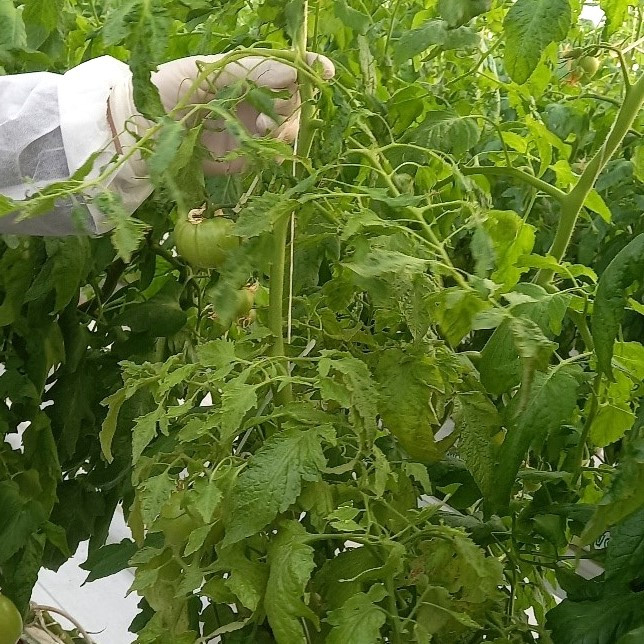 Pomidor istehsalı təsərrüfatlarında monitorinqlər keçirilib
