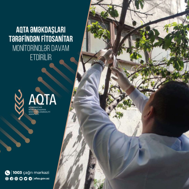 AQTA əməkdaşları tərəfindən fitosanitar monitorinqlər davam etdirilir