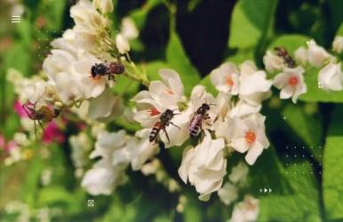 20 may - Ümumdünya Arı Günüdür