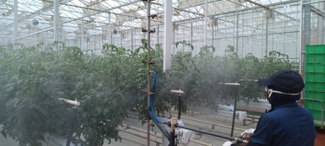 Pomidor məhsulu yetişdirilən istixanalarda fitosanitar monitorinqlər davam etdirilir