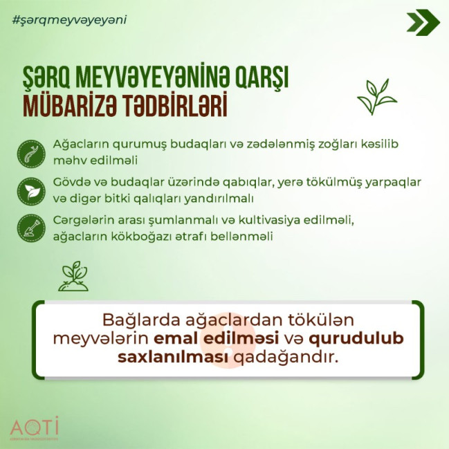 Şərq meyvəyeyəni və onunla mübarizə üsulları