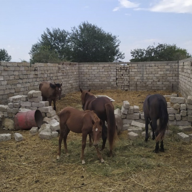 Xaçmazda insan istehlakı üçün yararsız ət aşkarlanıb