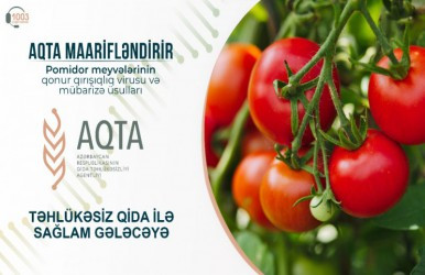 Pomidor meyvələrinin qonur qırışıqlıq virusu və mübarizə üsulları