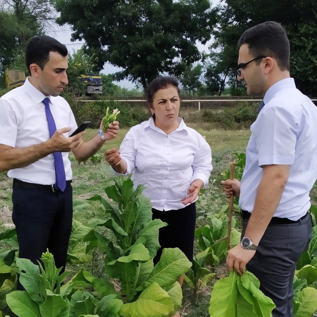 AQTA tərəfindən Şəki-Zaqatala regionunda fitosanitar monitorinqlər həyata keçirilib