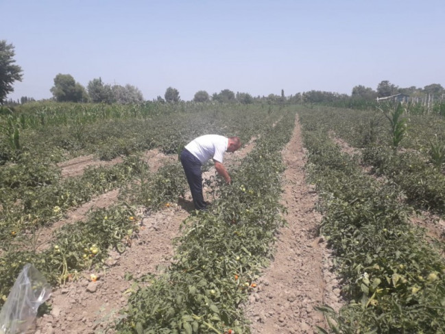 AQTA fitosanitar müşahidələri davam etdirir