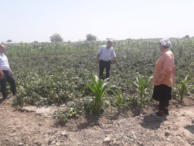 AQTA fitosanitar müşahidələri davam etdirir