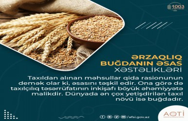 Ərzaqlıq buğdanın əsas xəstəlikləri