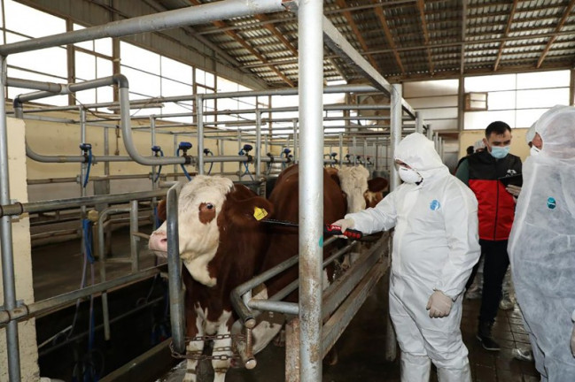 Ölkəmizdə Heyvanların İdentifikasiyası və Qeydiyyatı Sistemi fəaliyyətə başlayıb