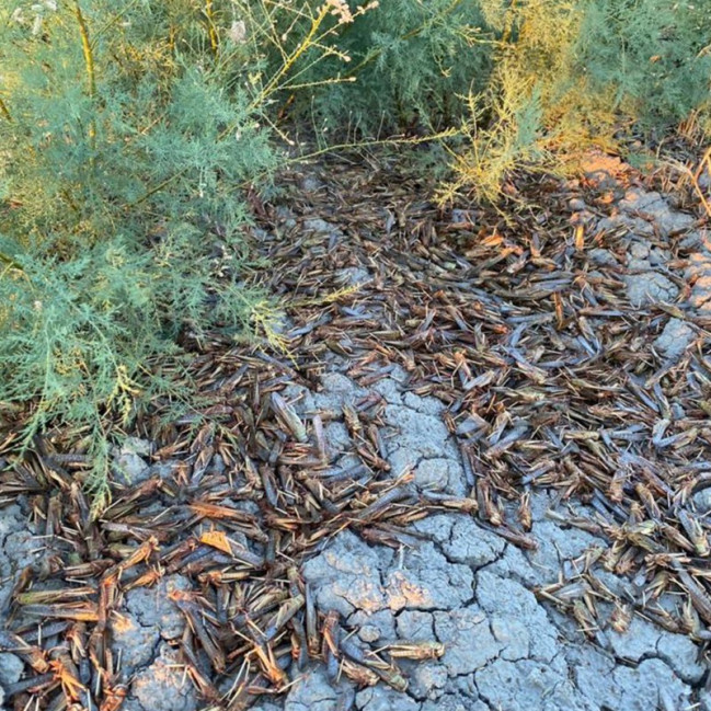 Asiya çəyirtkələrinin miqrasiyasına qarşı tədbirlər davam etdirilir