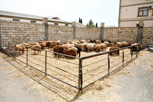 138 ünvanda qurbanlıq heyvanların satışı və kəsimi xidmətləri təşkil edilib