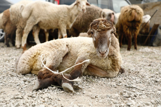 138 ünvanda qurbanlıq heyvanların satışı və kəsimi xidmətləri təşkil edilib