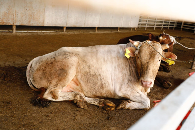 138 ünvanda qurbanlıq heyvanların satışı və kəsimi xidmətləri təşkil edilib