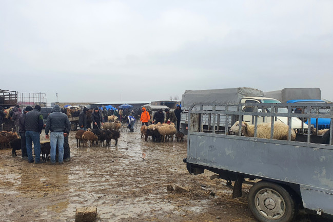 AQTA heyvan satışı bazarlarında monitorinqlər aparır