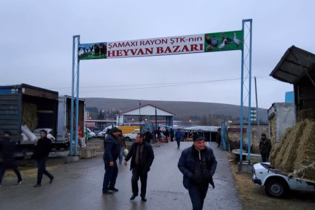 AQTA heyvan satışı bazarlarında monitorinqlər aparır