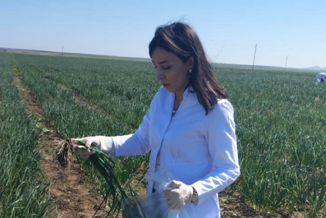 AQTA soğan yetişdirilən təsərrüfatlarda monitorinqlər aparıb