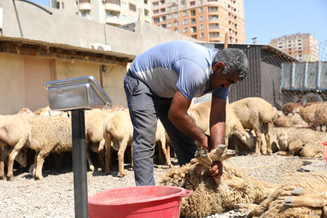 Bayramla bağlı 147 ünvanda qurbanlıq heyvanların satışı və kəsimi xidmətləri göstərilir