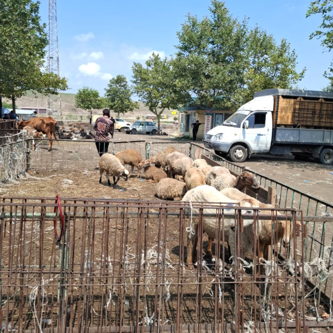 AQTA heyvan satışı bazarlarında monitorinqləri davam etdirir