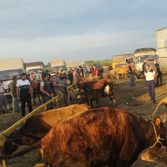 AQTA heyvan satışı bazarlarında monitorinqləri davam etdirir