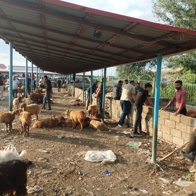 AQTA heyvan satışı bazarlarında monitorinqləri davam etdirir