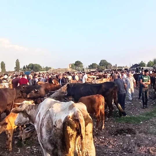 AQTA heyvan satışı bazarlarında monitorinqləri davam etdirir