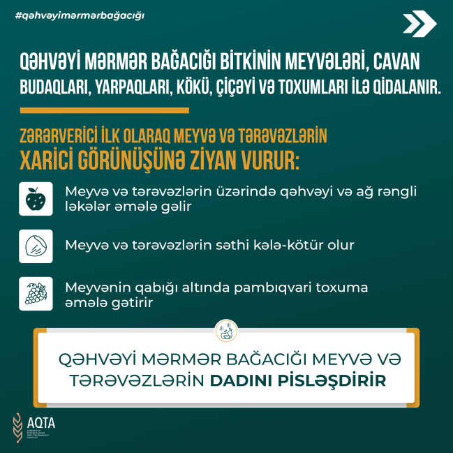 Qəhvəyi mərmər bağacığı haqqında məlumat və mübarizə tədbirləri