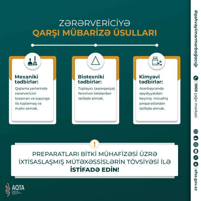 Qəhvəyi mərmər bağacığı haqqında məlumat və mübarizə tədbirləri